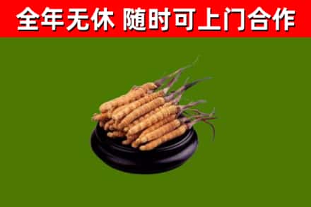 伊吾烟酒回收冬虫夏草.jpg